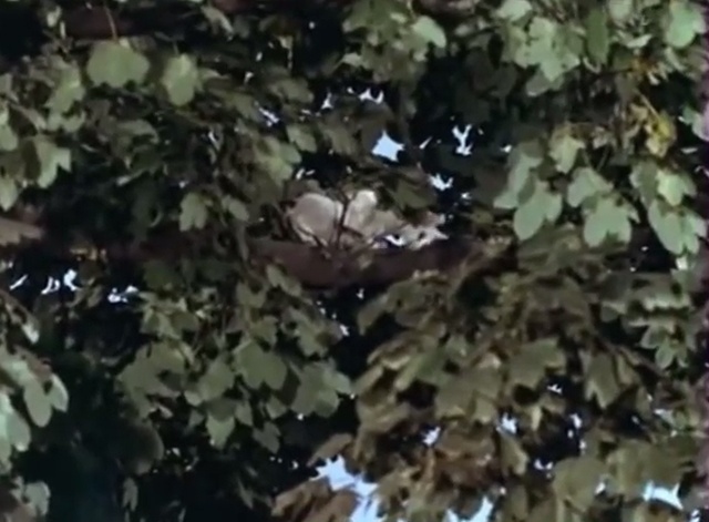 Cerf-volant du bout du monde - white cat with black tabby tail Minou in tree