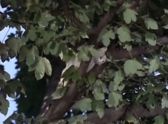 Cerf-volant du bout du monde - white cat with black tabby tail Minou stuck in tree
