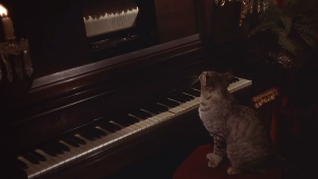 Chamber of Horrors - tabby cat sitting on piano stool by player piano