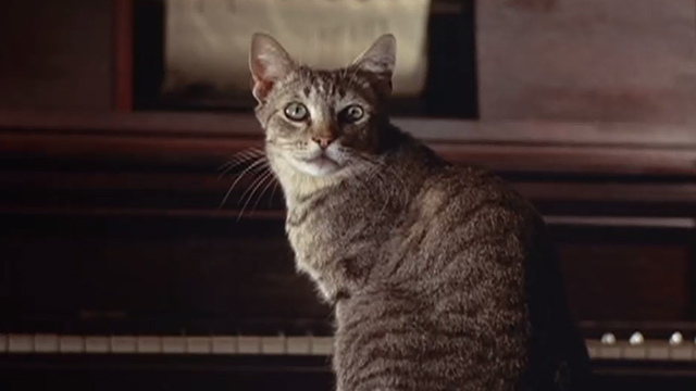 Chamber of Horrors - tabby cat sitting on piano stool by player piano
