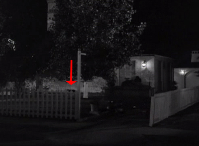 Chance at Heaven - black cat running across yard