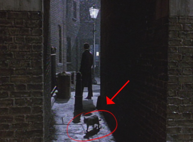 Chaplin - tuxedo cat running through walkway
