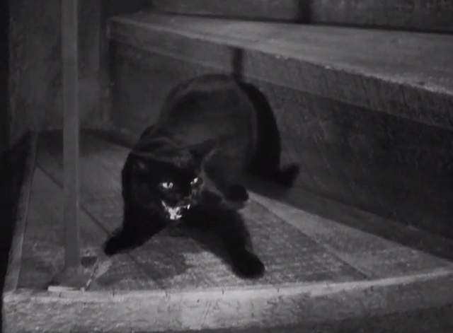 Charlie Chan's Secret - black cat Lucifer hissing