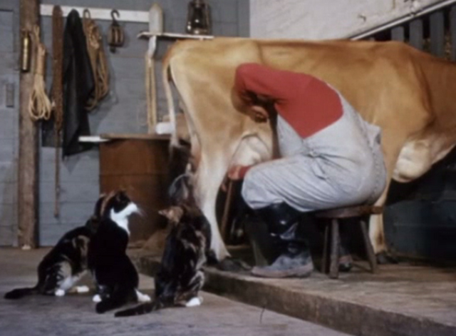 Charlie, the Lonesome Cougar - cats sitting beside man milking cow