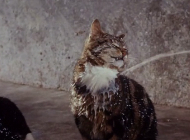 Charlie, the Lonesome Cougar - tabby cat trying to drink squirted milk