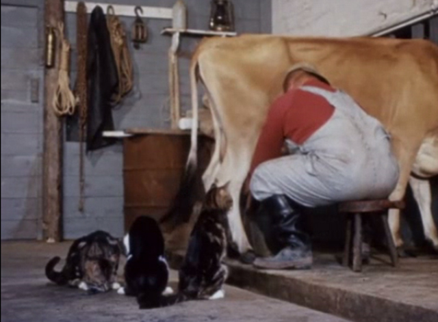 Charlie, the Lonesome Cougar - cats sitting beside man milking cow