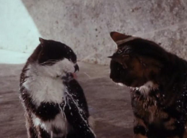 Charlie, the Lonesome Cougar - tuxedo cat drinking squirted milk