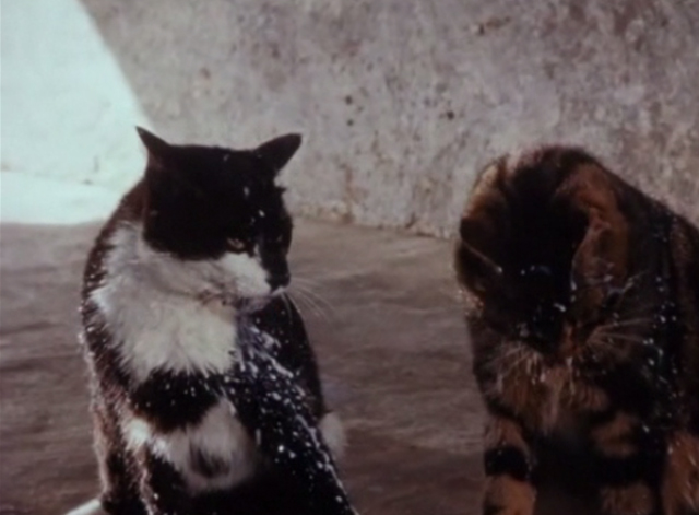 Charlie, the Lonesome Cougar - tuxedo cat soaked with squirted milk