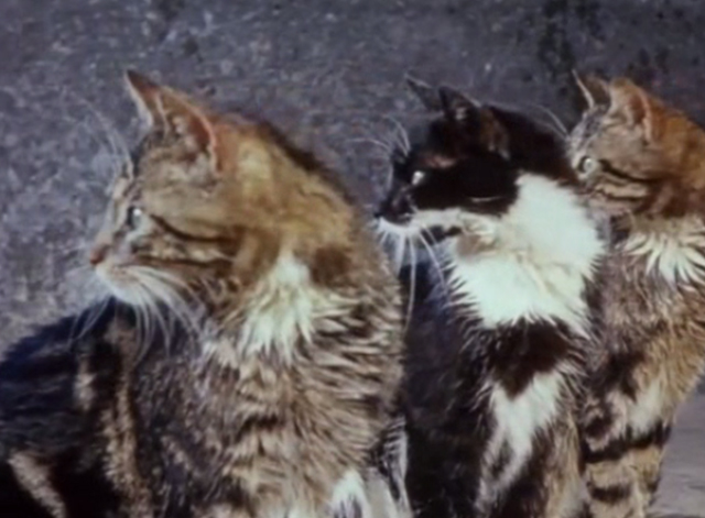 Charlie, the Lonesome Cougar - tabby and tuxedo cats looking back in unison
