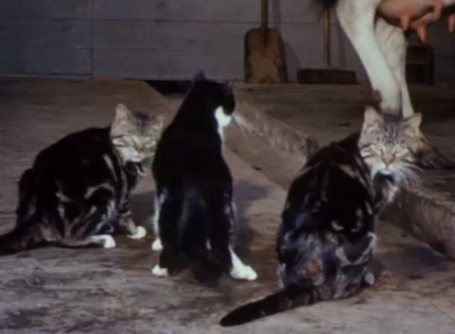 Charlie, the Lonesome Cougar - tabby and tuxedo cats about to scatter