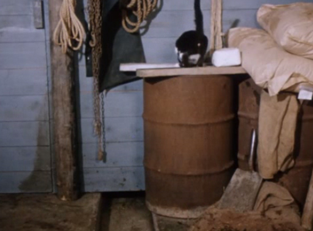 Charlie, the Lonesome Cougar - tuxedo cats jumping into barrel