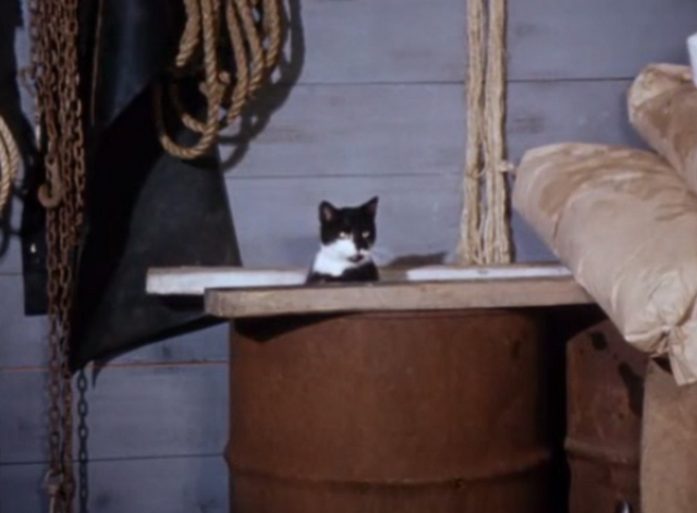 Charlie, the Lonesome Cougar - tuxedo cat peeking out of barrel