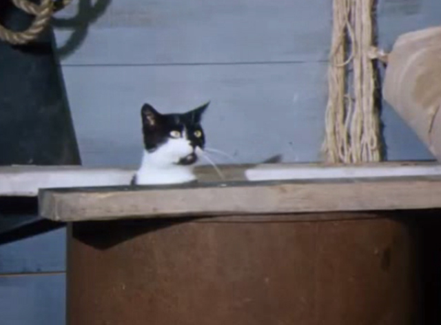 Charlie, the Lonesome Cougar - tuxedo cat peeking out of barrel closer