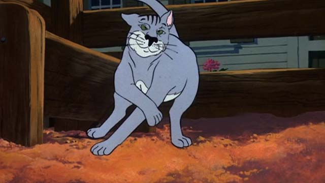 Charlotte's Web - gray cat loopy after hitting trough