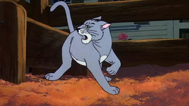 Charlotte's Web - angry gray cat looking back at trough