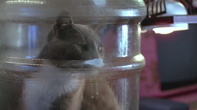 Cherry 2000 - gray and white cat in bottle close