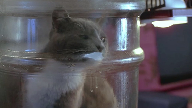 Cherry 2000 - gray and white cat in bottle close