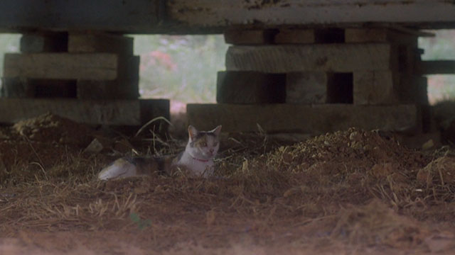 Children of the Corn II - calico cat Elmira under house