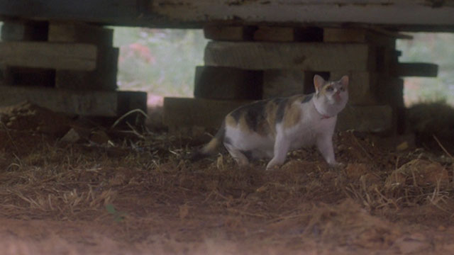 Children of the Corn II - calico cat Elmira under house