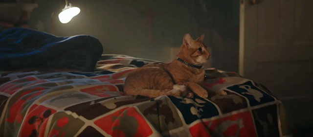 Child's Play - ginger tabby cat Mickey Rooney on bed