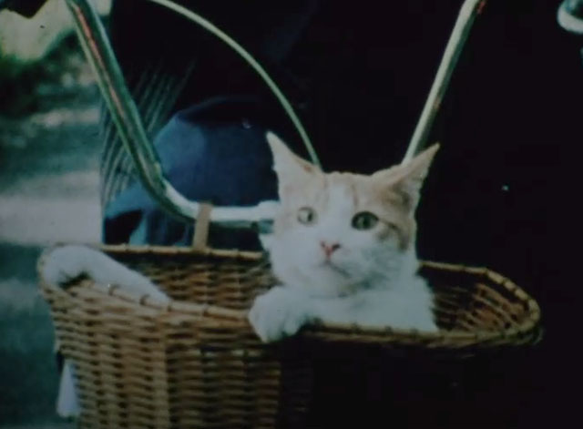 Chino's Tale - orange and white tabby cat Chino riding in bicycle basket