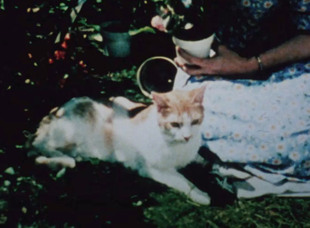 Chino's Tale - orange and white tabby cat Chino lying on grass