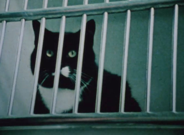 Chino's Tale - tuxedo cat in cage