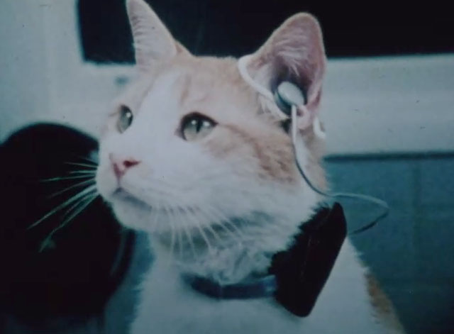 Chino's Tale - orange and white tabby cat Chino wearing hearing aid