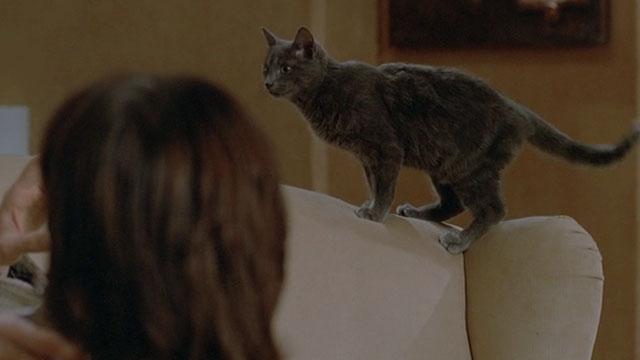 Le Choc - The Shock - gray cat Soudan on back of couch