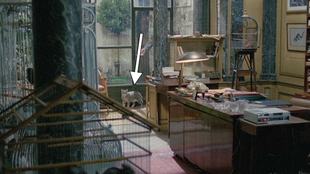 Le Choc - The Shock - gray tabby cat inside glass door