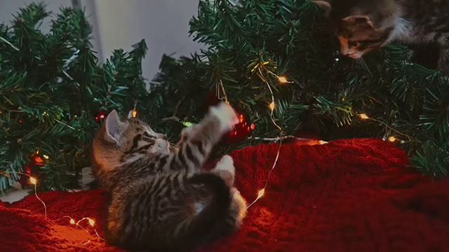 Christmas at the Catnip Cafe - two tabby kittens playing with Christmas tree