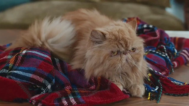Christmas at the Catnip Cafe - longhair grumpy ginger tabby cat Gingerbread