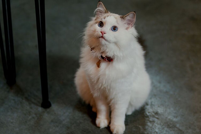 Christmas at the Catnip Cafe - longhair white cat with brown markings
