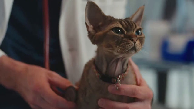 Christmas at the Catnip Cafe - brown tabby Devon Rex cat Tinsel Jonesy