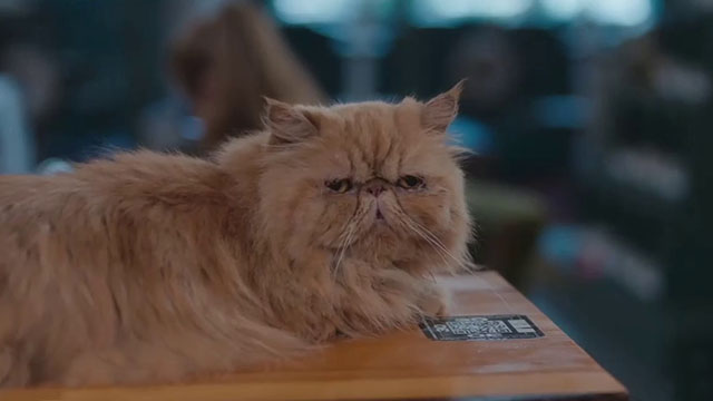 Christmas at the Catnip Cafe - longhair ginger tabby cat Gingerbread