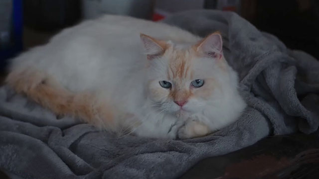 Christmas at the Catnip Cafe - flame point cat Guy in garage