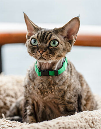 Christmas at the Catnip Cafe - brown tabby Devon Rex Jonesy