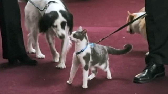 Christmas Everlasting - gray and white cat on lead in church