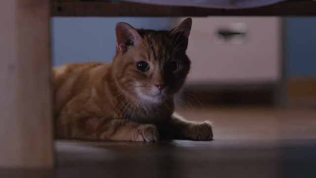Christmas Everlasting - orange tabby cat Mr. Freckles hiding under furniture