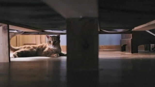 Christmas Everlasting - orange tabby cat Mr. Freckles hiding under furniture