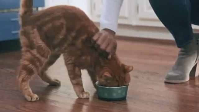 Christmas Everlasting - Lucy Tatyana Ali feeding orange tabby cat Mr. Freckles from bowl on floor