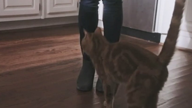 Christmas Everlasting - orange tabby cat Mr. Freckles approaching woman's legs