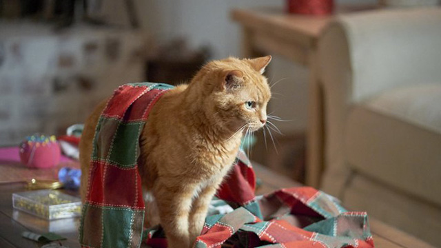 Christmas Everlasting - publicity still of orange tabby cat Mr. Freckles on table