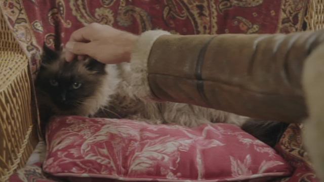 A Christmas to Remember - Himalayan cat Katy being petted on chair
