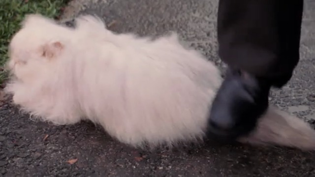 Christmas with the Kranks - Luther steps on white Persian cat Muffles tail