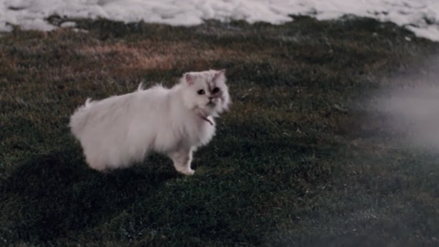 Christmas with the Kranks - Luther sprays white Persian cat Muffles with water