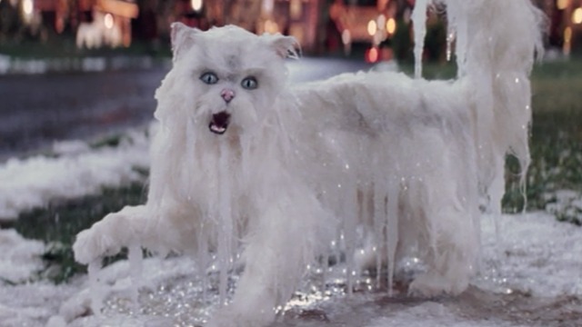 Christmas with the Kranks - white Persian cat Muffles frozen on walk close