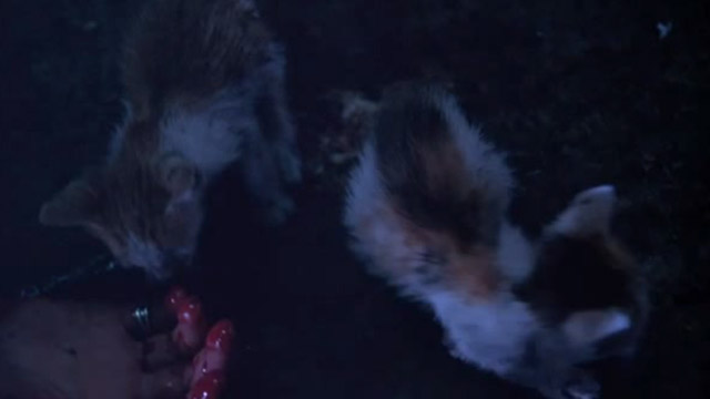 Chungking Express - calico kittens by bloody hand in alley