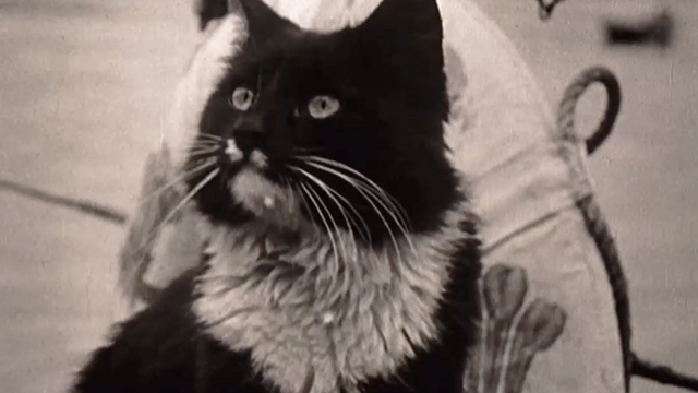 Churchill and the Movie Mogul - newsreel footage of black and white longhaired ship cat Blackie on HMS Prince of Wales
