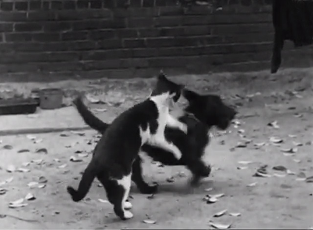 Cinetopicalities In Brief No. 139 - tuxedo cat and Scotty Dog play fighting in alley